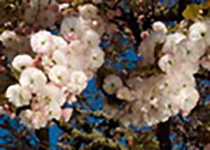 Shirofugen Flowering Cherry